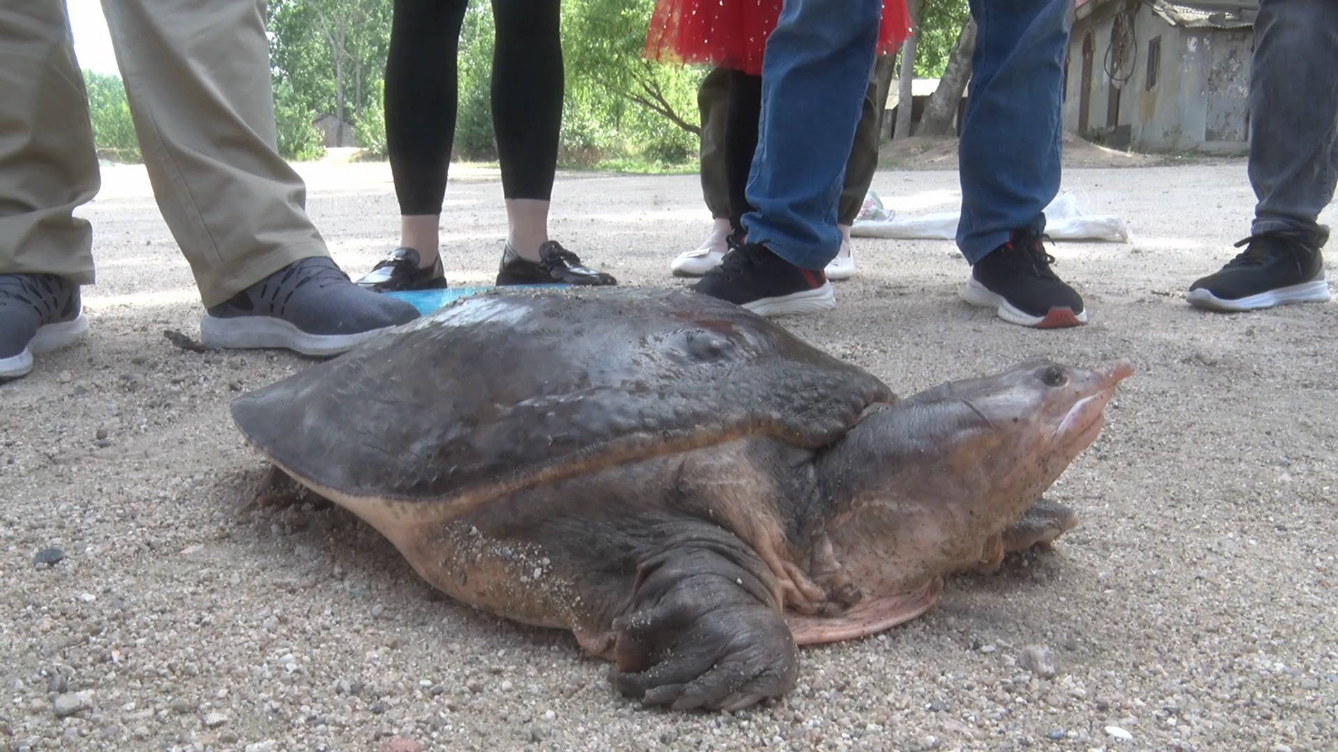 46斤百年巨鳖上岸被捉，捉到巨鳖的村民是怎么处理此鳖的？