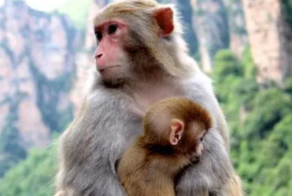 白手无成是什么生肖