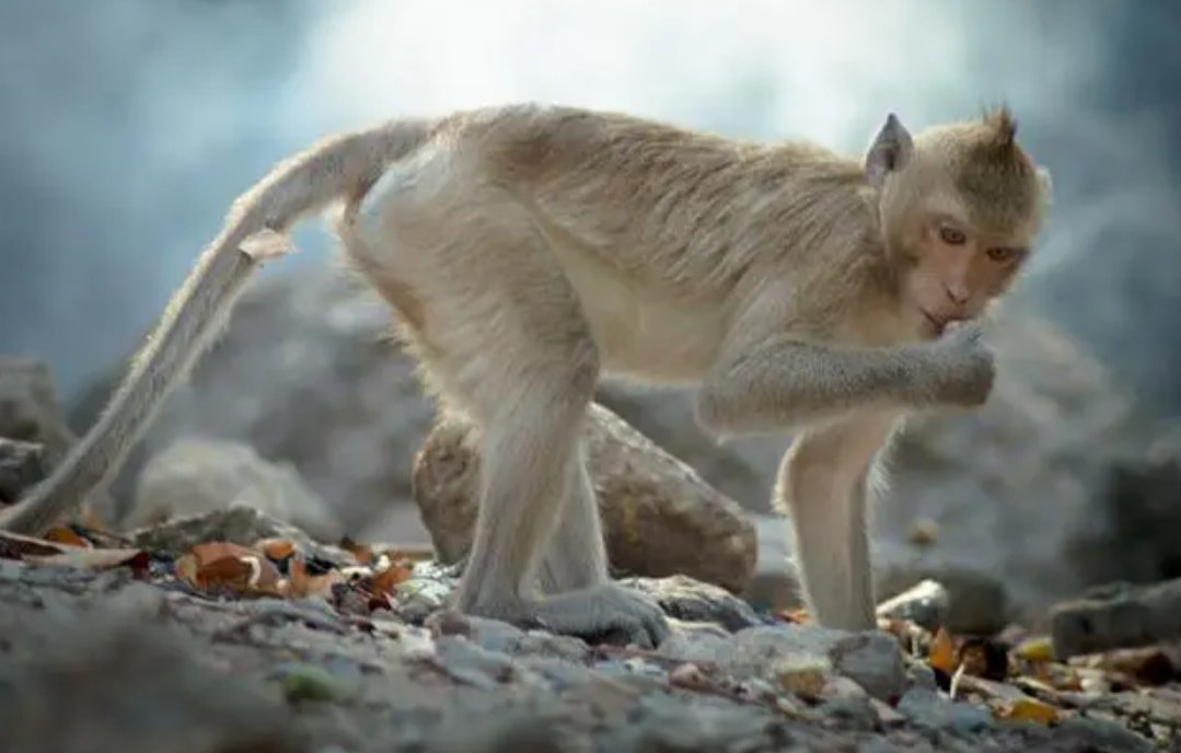 摇首顿足开过什么正确生肖