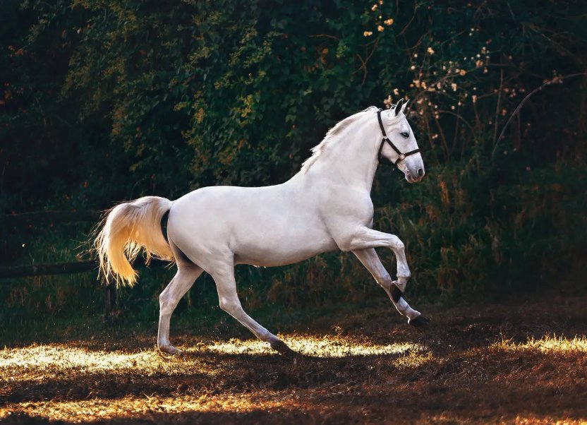 往事如烟猜生肖
