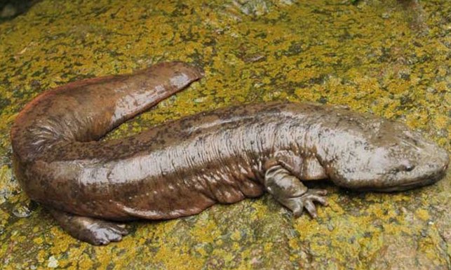 娃娃鱼是什么？