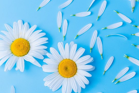 送老师花的禁忌