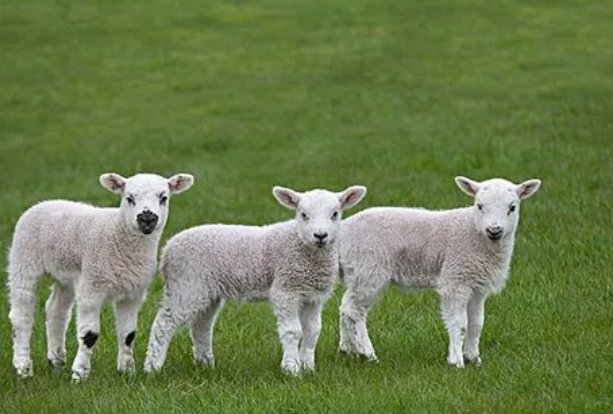 忆昔抚今是什么动物