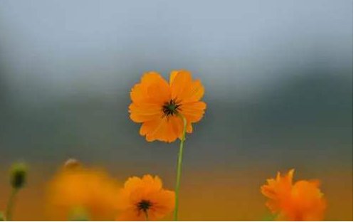 花牛在草地里做梦（仿写拟人句）