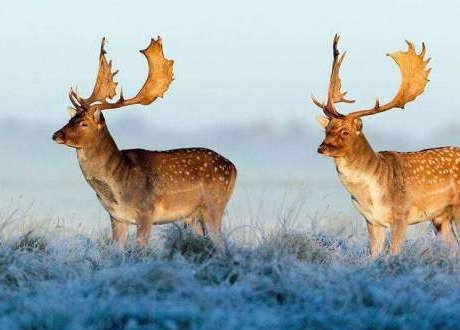 哪种鹿不管雌雄都有角