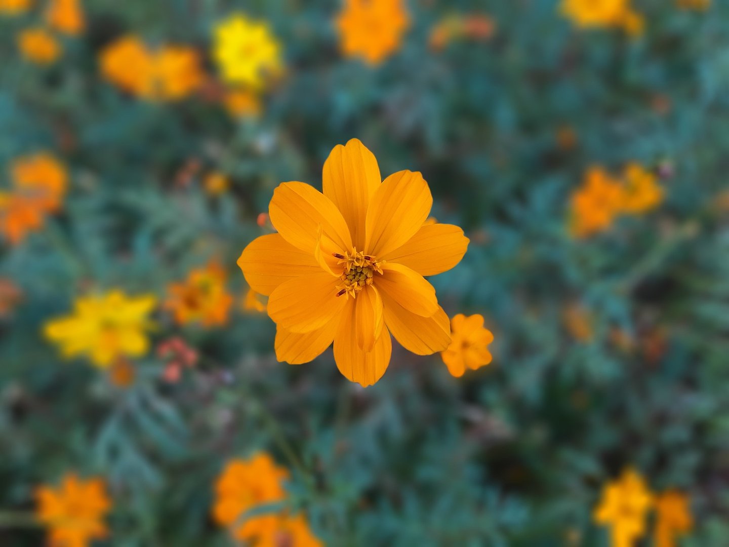 墙里开花墙外开是什么意思