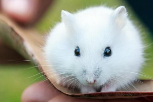 史无前例打一生肖动物