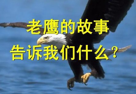 世界鹰的传说故事