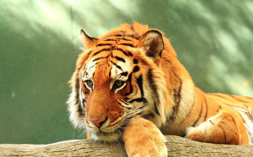 色艺双绝打一个生肖动物