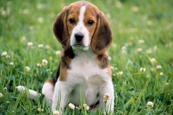 小狗学叫的二种结局续写