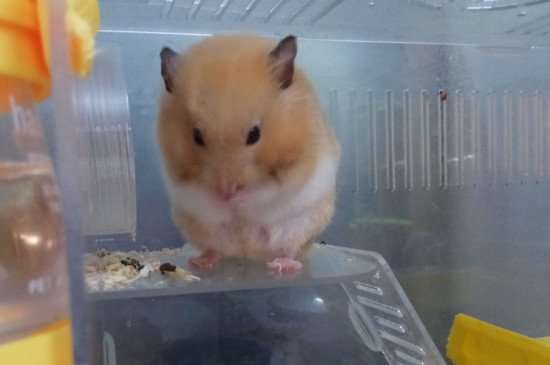 仓鼠一般能活多久