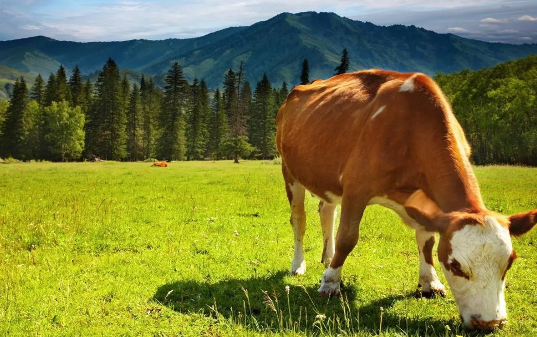 点滴归公打一个动物