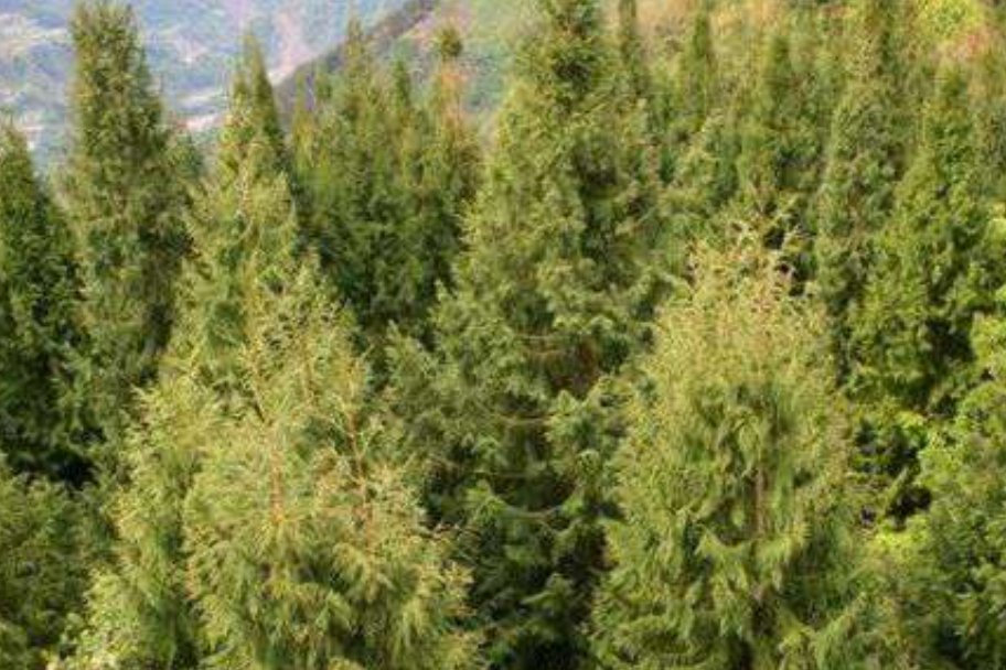 我国珍稀动植物有哪些?