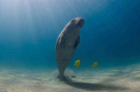 什么鱼被叫做美人鱼