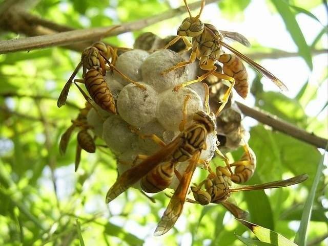 四川1家3口农作时被毒蜂蛰死，究竟是怎么回事？