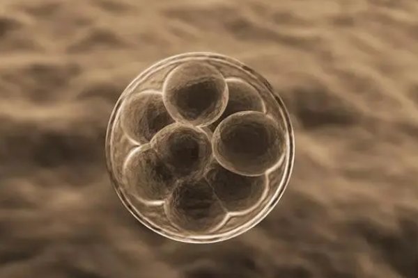 一个鸡蛋就是一个卵细胞对吗