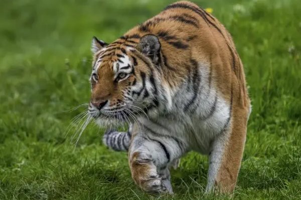 生旦净丑四大代表人物生肖