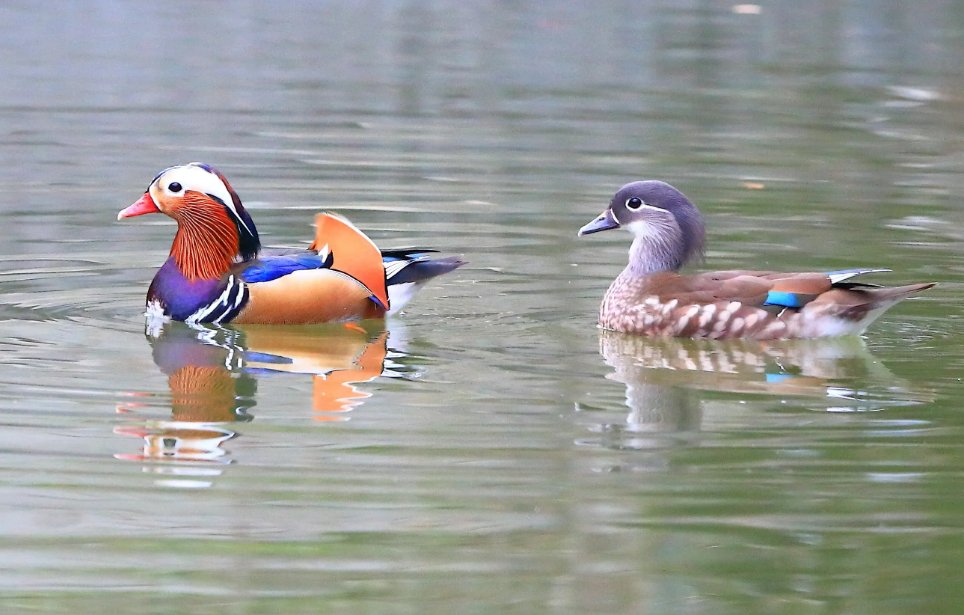 鸳鸯中哪个代表雄鸟