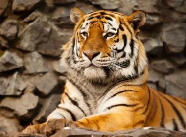 越南村民圈养17只老虎，获救后8只死亡，私下圈养老虎是否涉嫌违法？