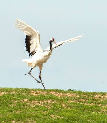 关于丹顶鹤的资料有哪些？