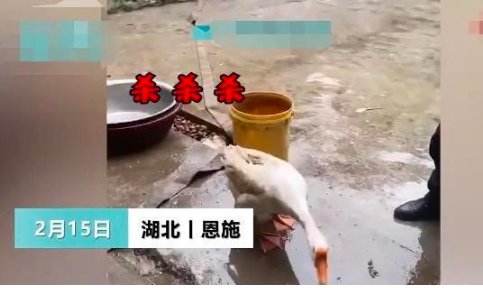 大白鹅听到主人要杀它气吐血，那最后它被杀了吗？