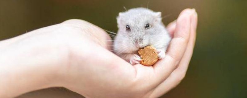 仓鼠一般能活多久