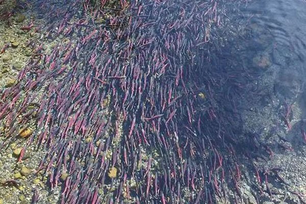 俄罗斯数千条鱼冻在冰层中，它们为何会被冻在里面？