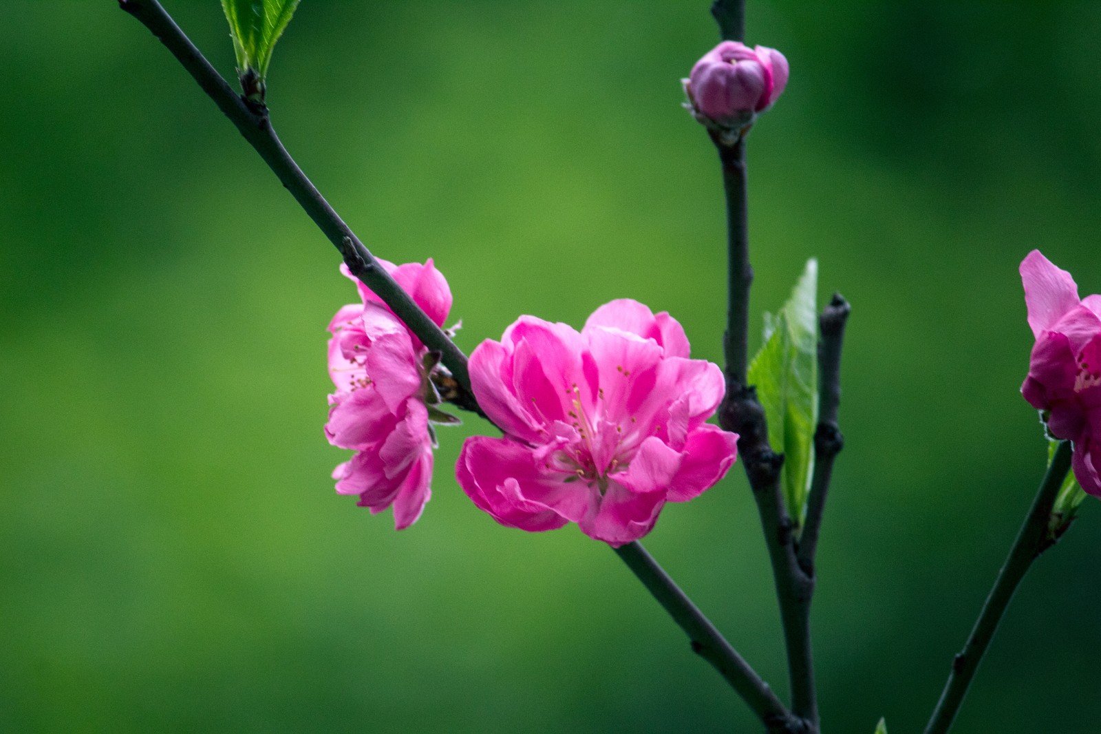 相亲见面3次定律