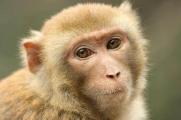 摇首顿足生肖是什么动物