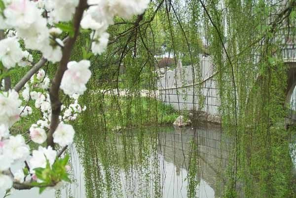 有心栽花花不开,无意插柳柳成荫。