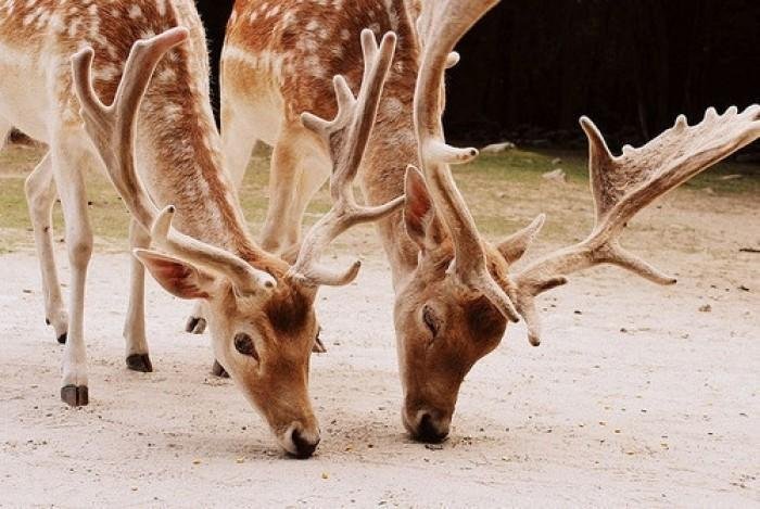 哪种鹿不管雌雄都有角