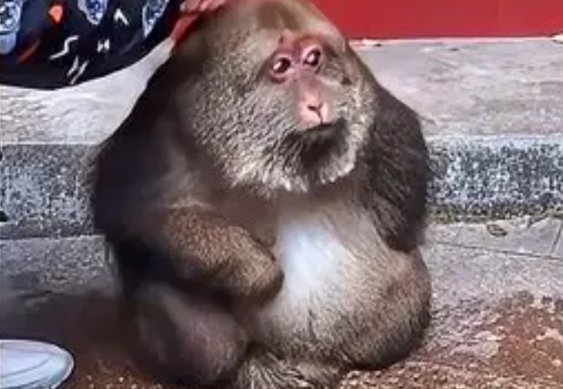 宁波寺庙回应喂独臂猴称它与寺庙有缘,这只猴子有何来历?