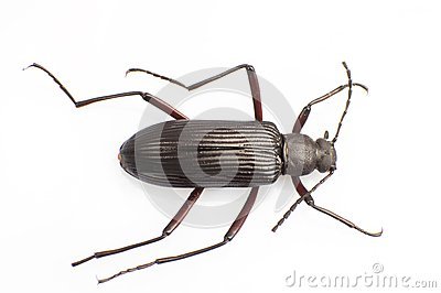 步甲科的生活习性