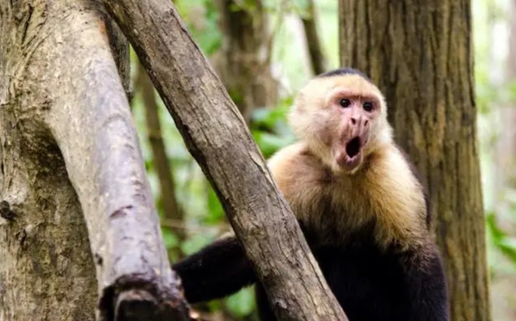 摇首顿足开过什么正确生肖