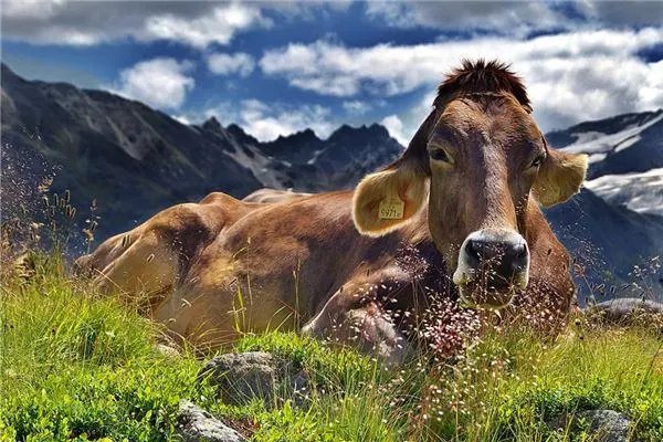 一年四季是什么生肖?