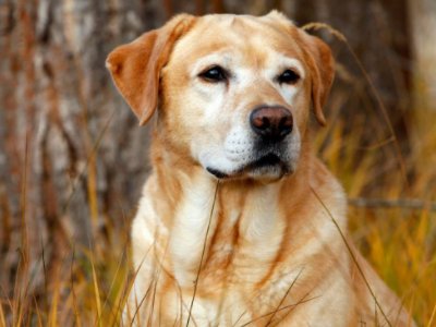 什么是狗皮褥子？