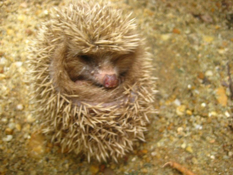 刺猬男孩的剧集评价