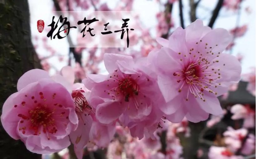 梅花三弄对爱情的意义是什么？