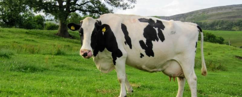 大器晚成打一动物