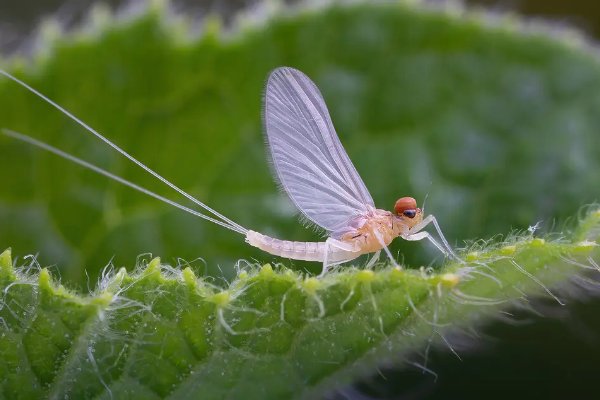 蜉蝣是什么意思