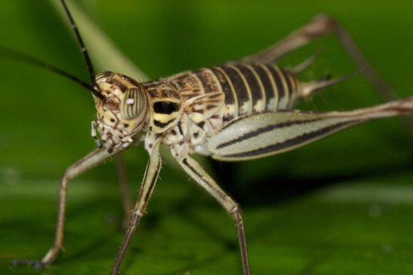 蟋蟀的外形和声音