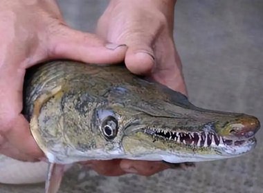 宁夏银川再现鳄雀鳝踪迹，为何会有这么多的鳄雀鳝出现？