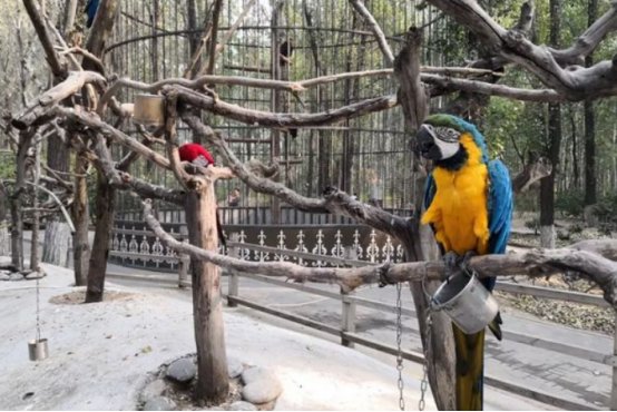 飞禽走兽的意思怎么解释