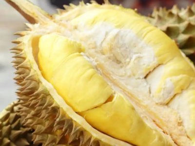 榴莲的d101和d97有什么区别啊？