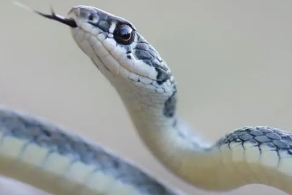 燕南归代表什么生肖