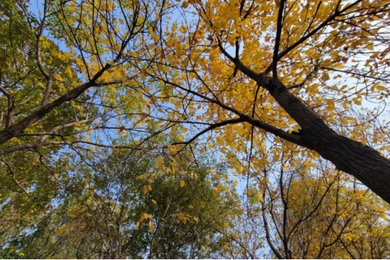 你对秋天的印象是什么?写一段话