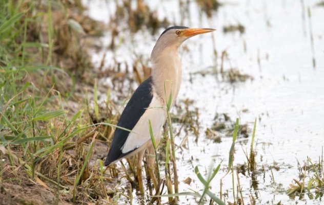 什么小鸟遇人僵直脖子伪装枯草？