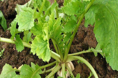 沙窝水萝卜在什么温度时收获?