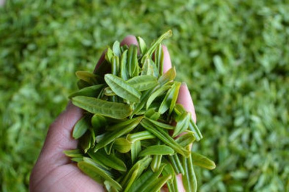 3岁萌娃帮妈妈采茶叶动作娴熟，这是否也透露着一丝心酸？