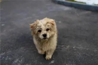 郑州一小区流浪狗被保安断头扒皮,业主报警保安被拘,他将需承担哪些责任?